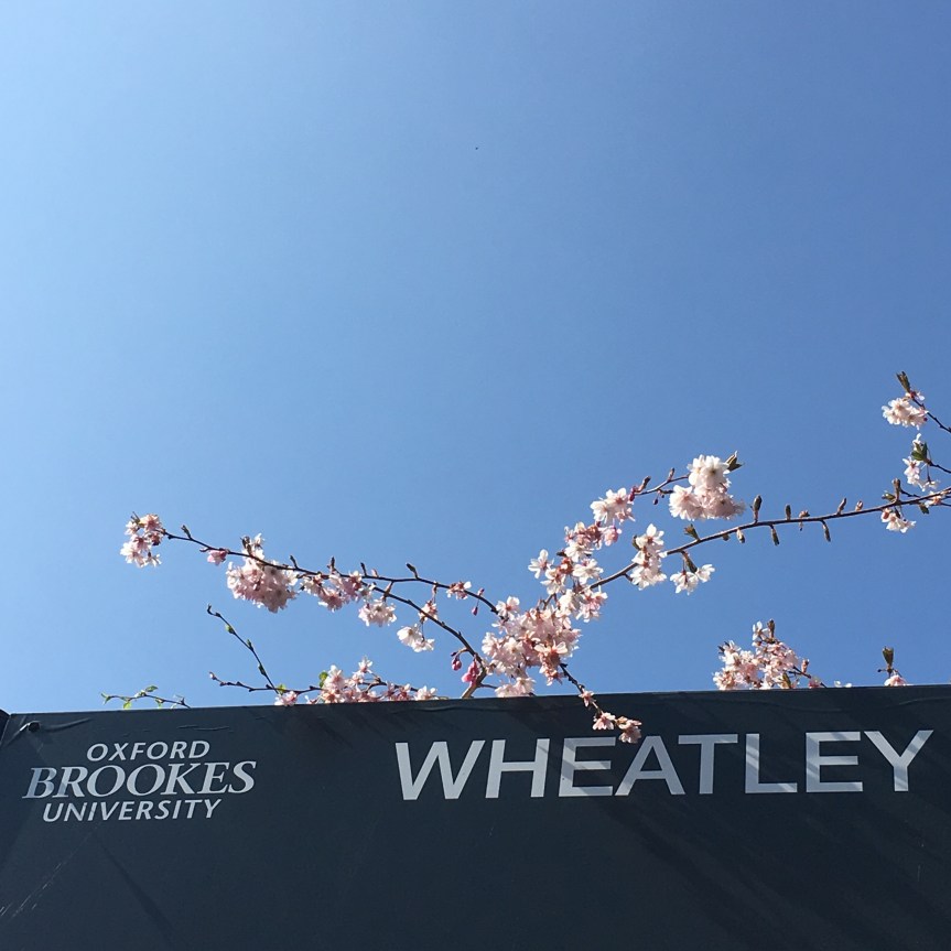 sign for Oxford Brookes University Wheatley. Sppring blue sky and cherry blossom